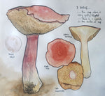 Adult - Illustration (ACA.F25.IL) Wednesday 7-9pm with Sam