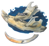 Adult - Illustration (ACA.F25.IL) Wednesday 7-9pm with Sam